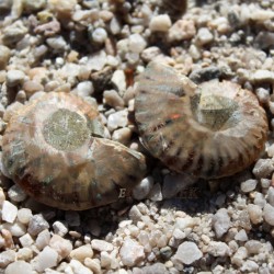 Amonit p&aacute;r
